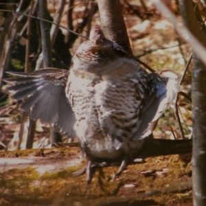 Orig. Glass/Framed/Photography By Greyfox Grouse